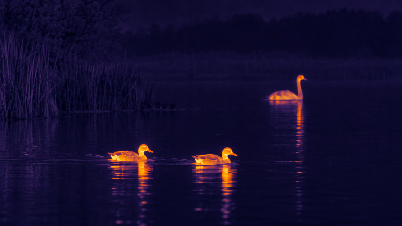 Illustrative thermal image of two ducks crossing a dark lake with a swan in the distance