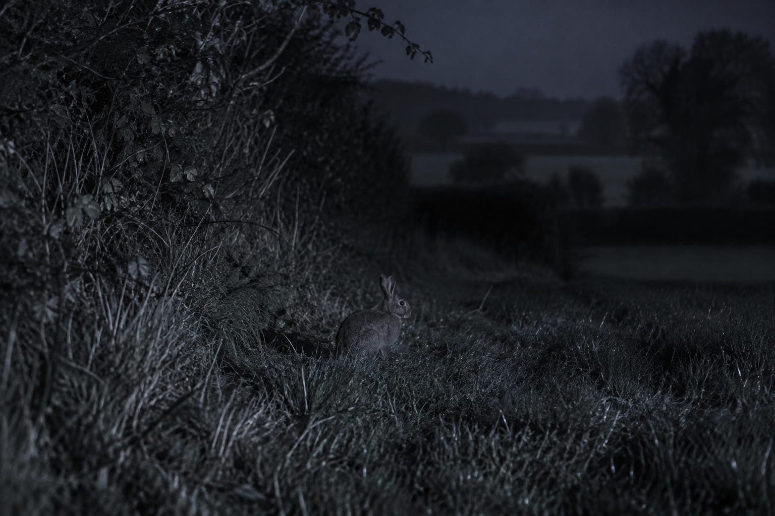 Illustrative low-light optical view: a rabbit blends into the dark grass beside a hedgerow