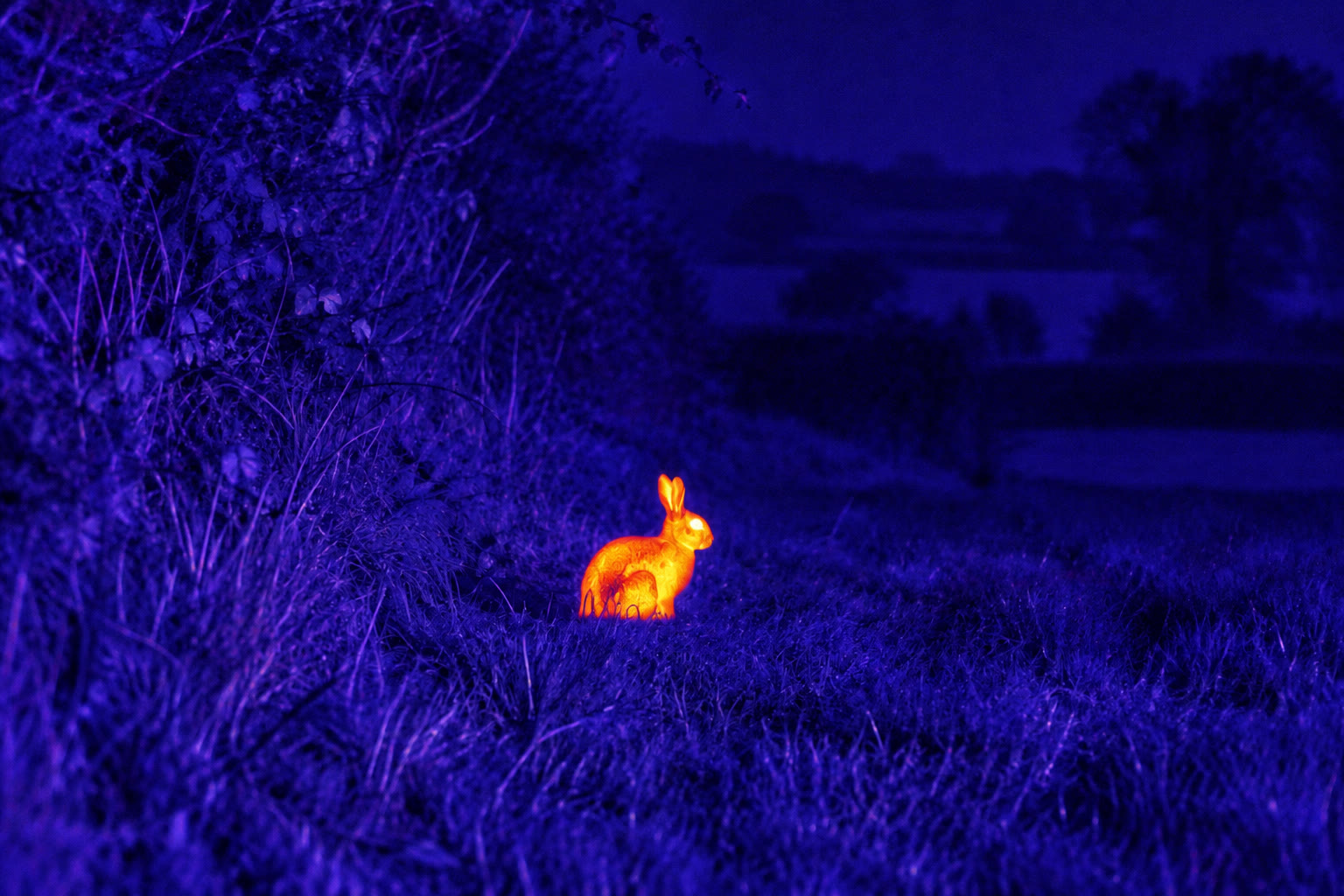 Illustrative thermal view of the same scene: the rabbit appears as a bright warm shape against cooler vegetation