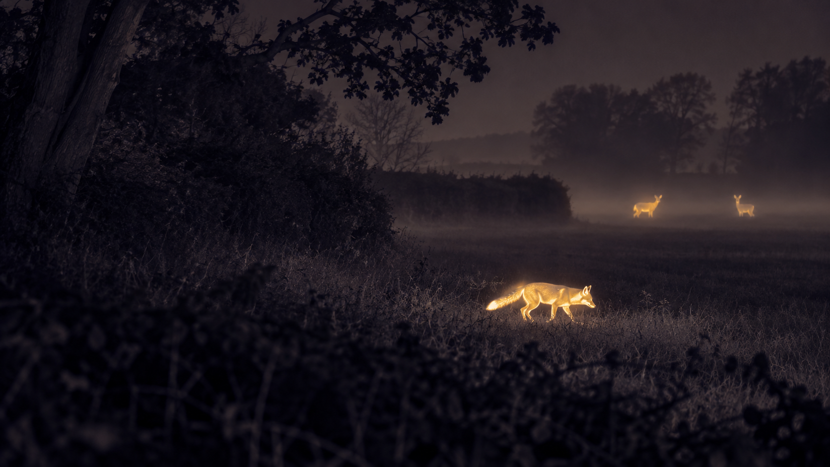 Illustrative thermal view of a fox crossing a woodland edge at night, with deer in the distance