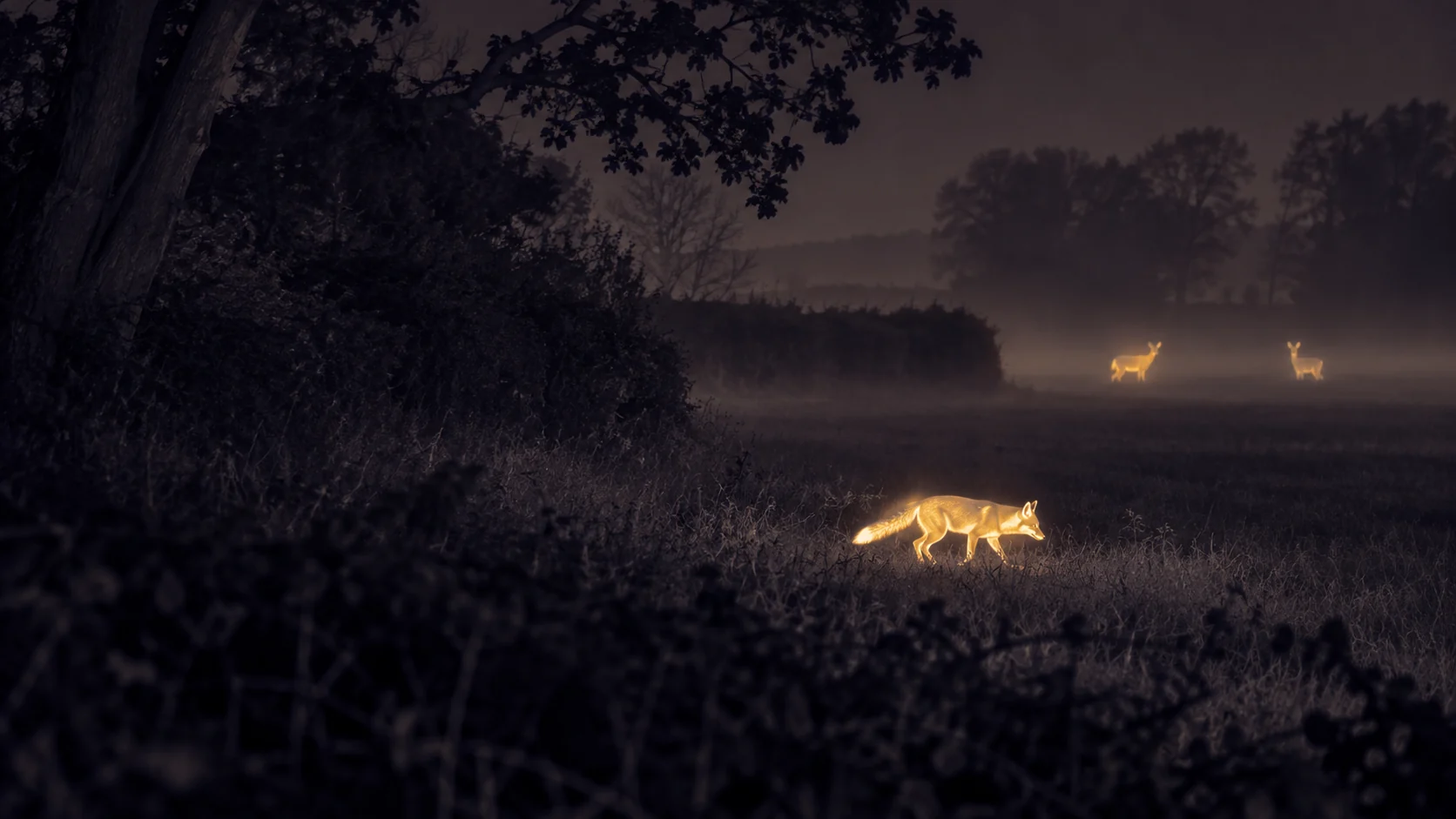 Illustrative thermal view of a fox crossing a woodland edge at night, with deer in the distance